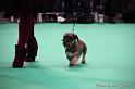 Crufts2011_2 1613